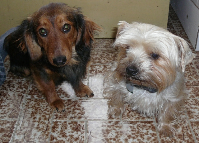 Ferdíkova jezevčičí maminka a Yorkšírský tatínek :)